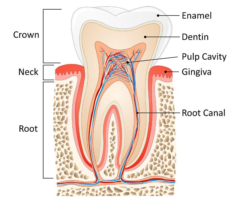 diagram of tooth and root system